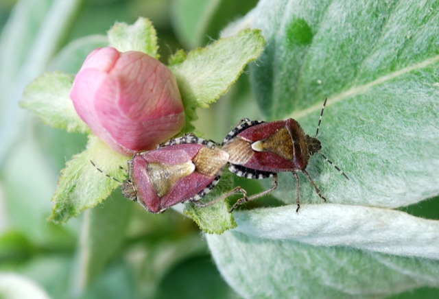 Dolycoris baccarum